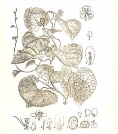 Tinospora cordifolia Kanda Amrta